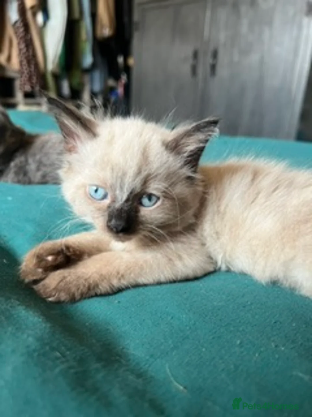British Longhair cats for sale: Kittens in Romford - Advert 2