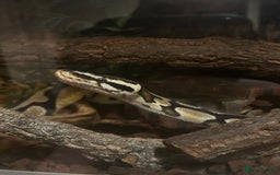 Python Snake reptiles for sale: Female Ball Python - Image 3