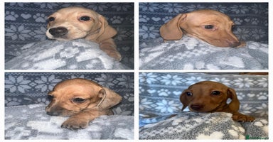 Miniature Dachshund dogs - Advert 1