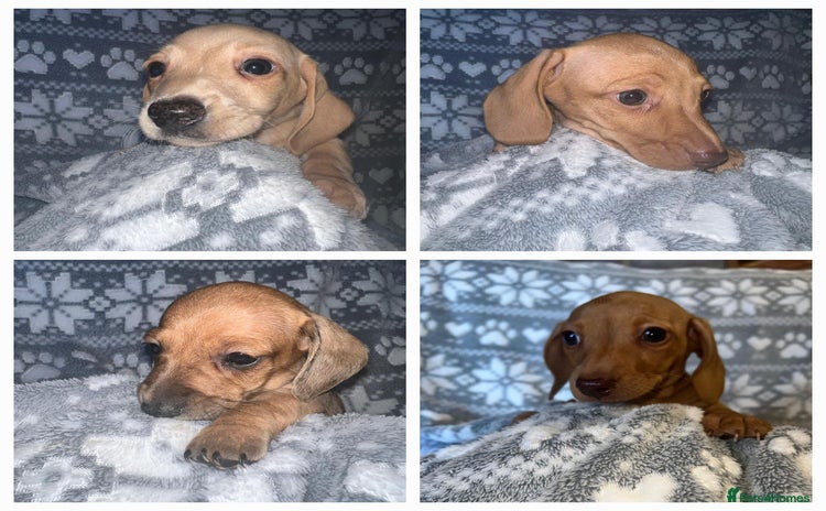 Miniature Dachshund dogs - Advert 9