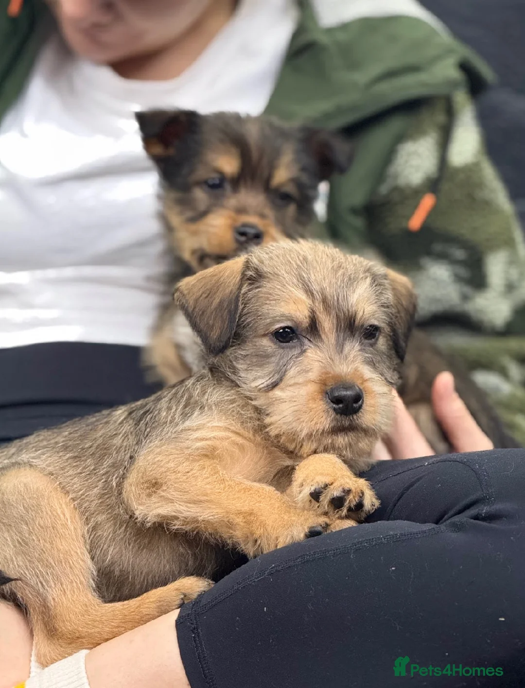 Soft Coated Wheaten Terrier dogs for sale: Traditional Irish Wheaten Terriers  - Advert 2