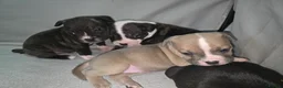 Mixed Breed dogs for sale: French bulldog x Staffordshire bull terrier - Advert 13