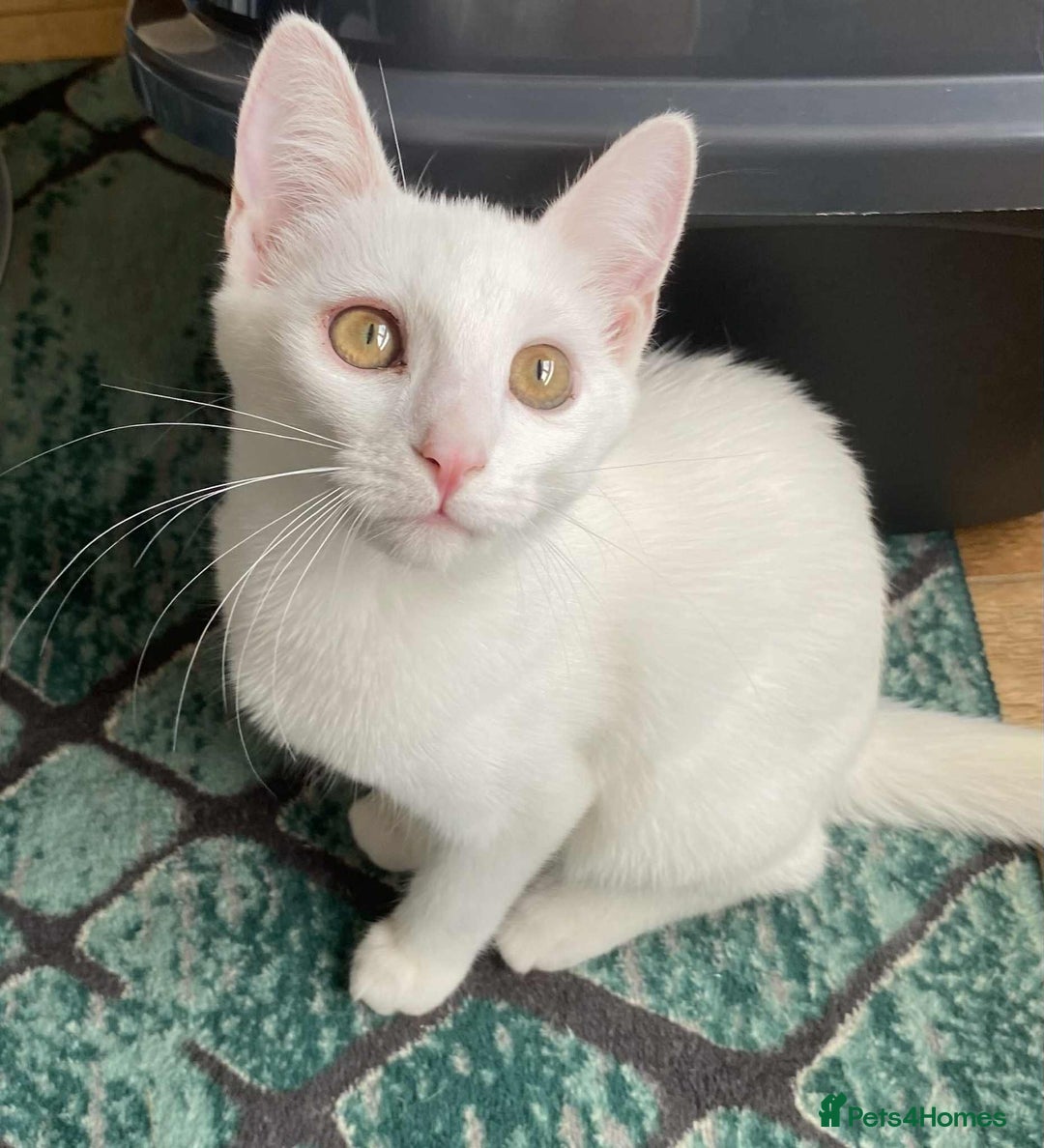 Mixed Breed cats for adoption: Meet Sherbet and Sugar – Two Sweet Sister - Image 2