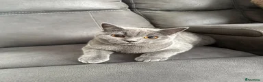 British Shorthair 1