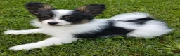 Papillon dogs for sale: Exquisite Papillon Puppies with Exceptional Charm in Cardiff - Advert 10