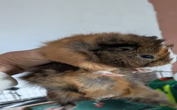 Guinea Pig rodents for sale: Guinea pig boys long haired - Image 9