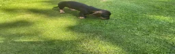 Dachshund dogs for sale: Standard Wirehaired Dachshund Puppy - Advert 13