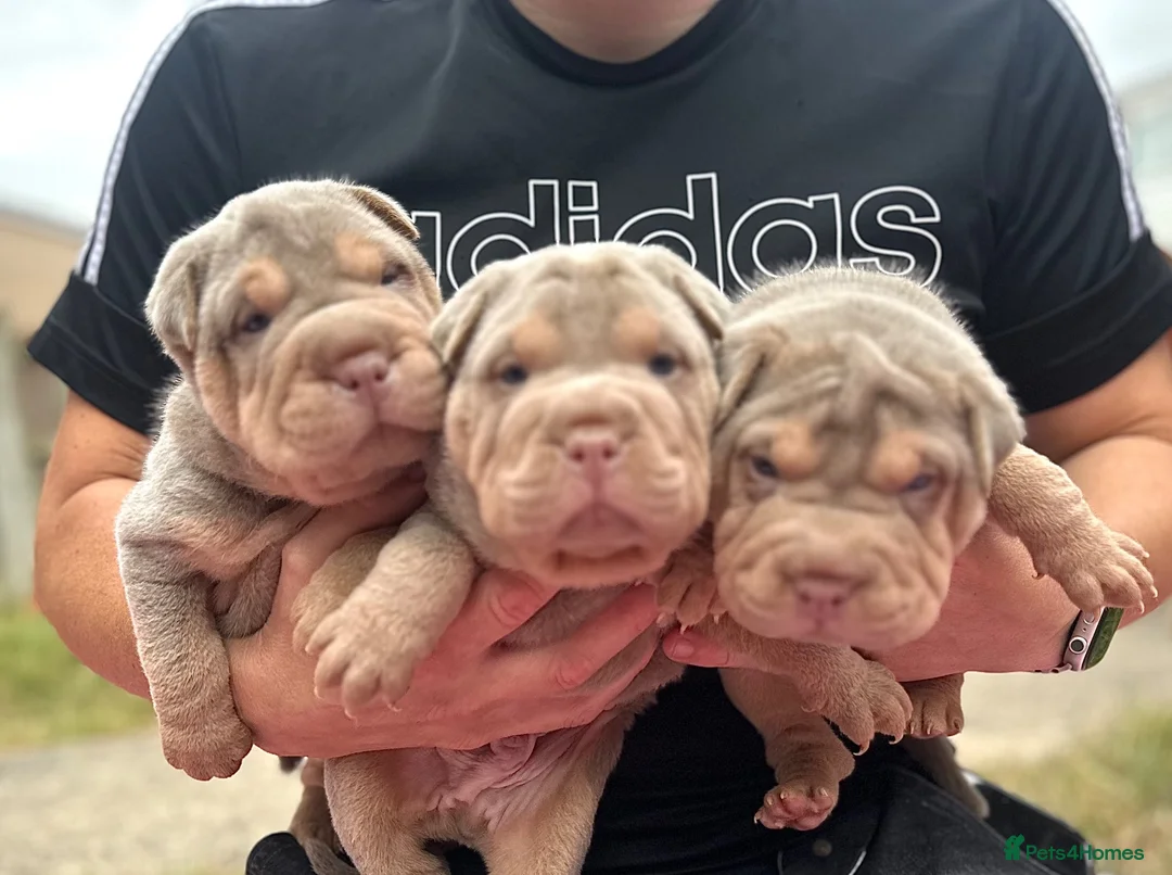 Shar Pei dogs for sale: KC REGISTERED RARE LILAC TAN SHAR-PEI - Advert 1