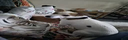 Jack Russell dogs for sale: Pure Jack russel tri colour boy puppies.  - Advert 3