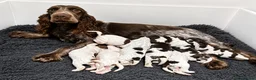 Cocker Spaniel dogs for sale: SHOW KC Registered, true to type, Cocker Spaniels - Advert 32