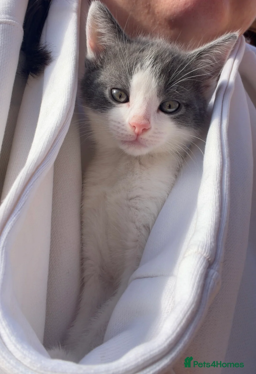 Mixed Breed cats for sale: Kittens for sale ready to leave on May 14th - Advert 2