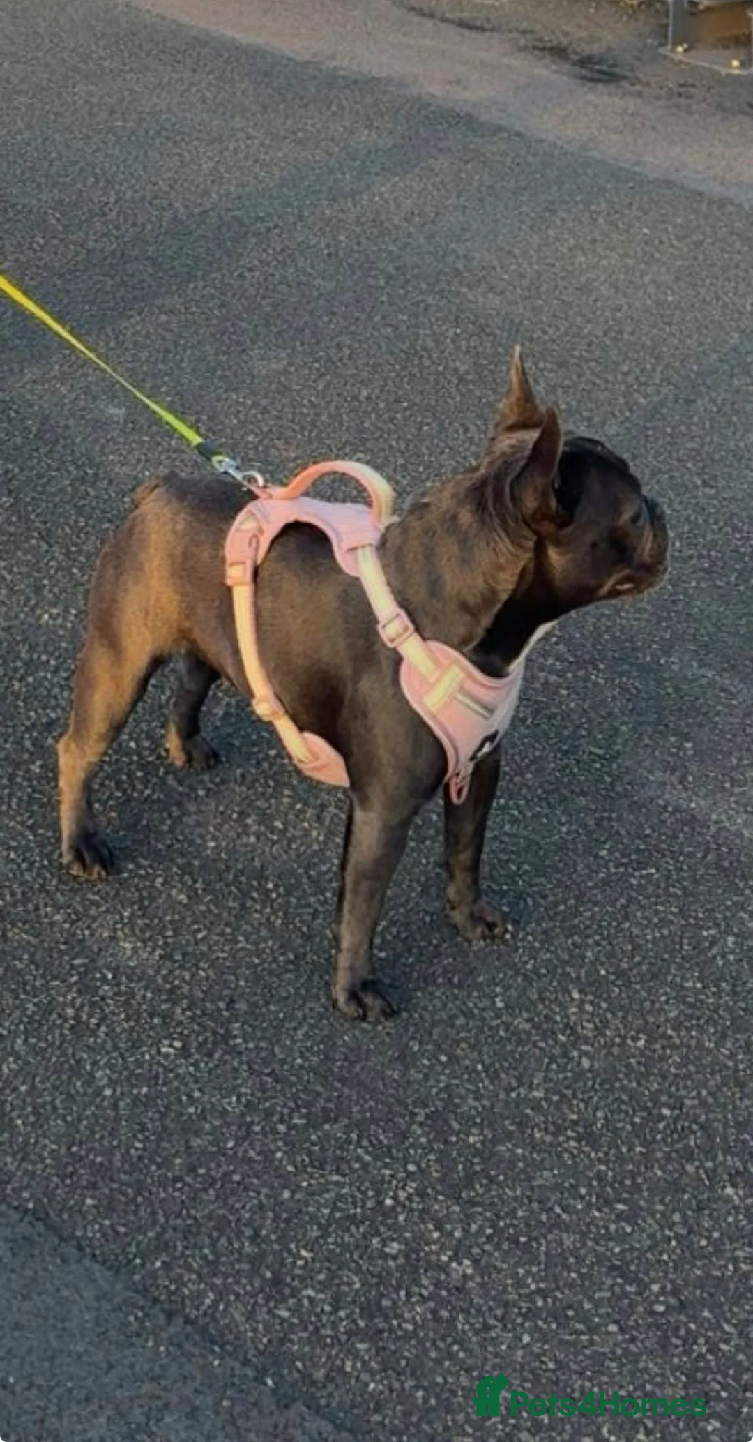 French Bulldog dogs for sale: Grey Frenchie. 2 years old. Female - Advert 1