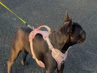 French Bulldog dogs Grey Frenchie. 2 years old. Female - Advert 9