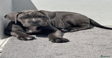 Cane Corso dogs - Advert 14