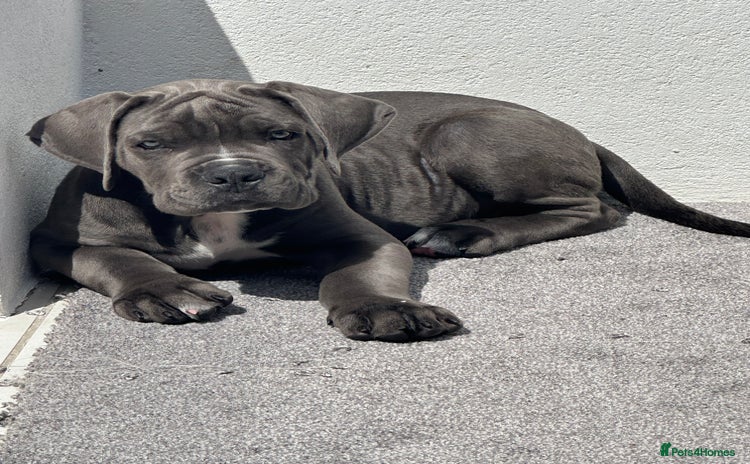Cane Corso dogs - Advert 10
