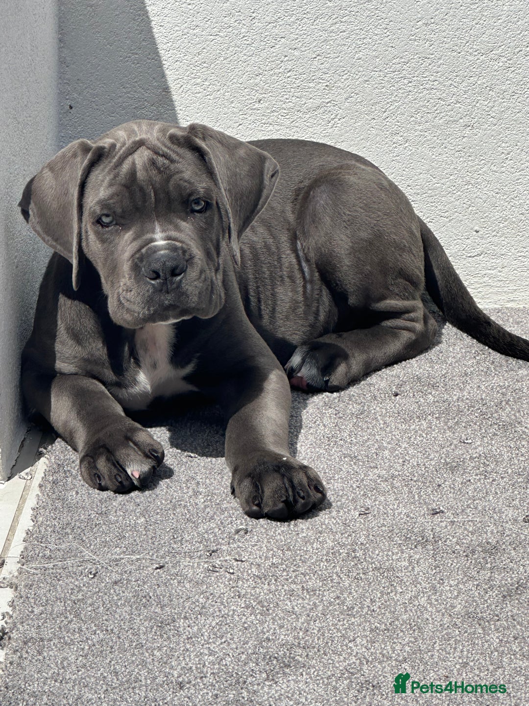 Cane Corso dogs for sale: Elite Champion Bloodline Cane Corso puppies - Image 2