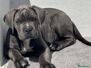 Cane Corso dogs - Advert 4