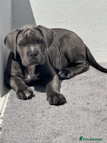 Cane Corso dogs - Advert 10