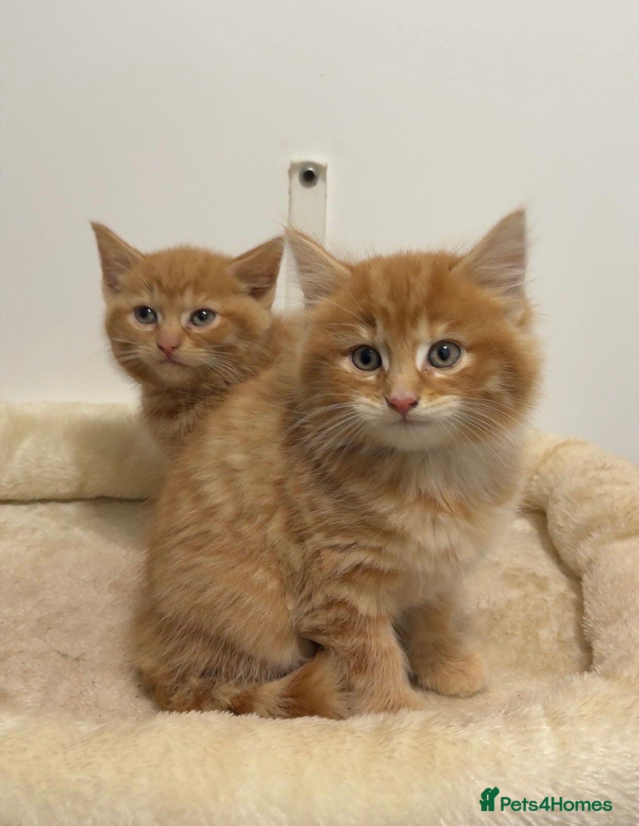 Mixed Breed cats X3 beautiful ginger kittens - ready to leave - Advert 6