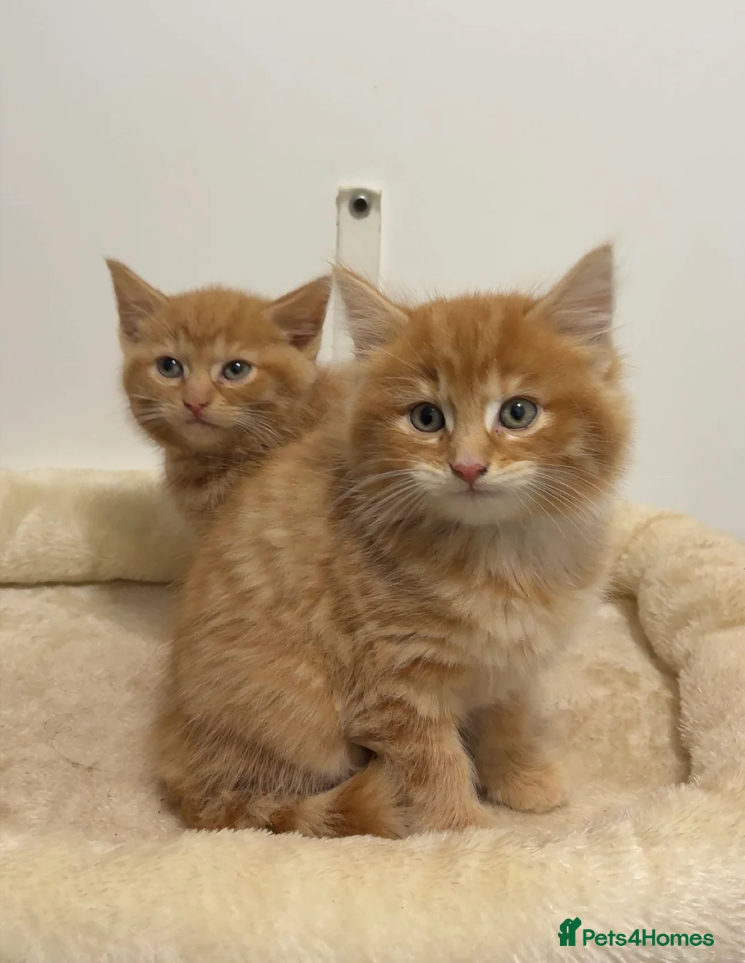 Mixed Breed cats for sale: X3 beautiful ginger kittens - ready to leave - Advert 1