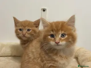 Mixed Breed cats X3 beautiful ginger kittens - ready to leave - Advert 6
