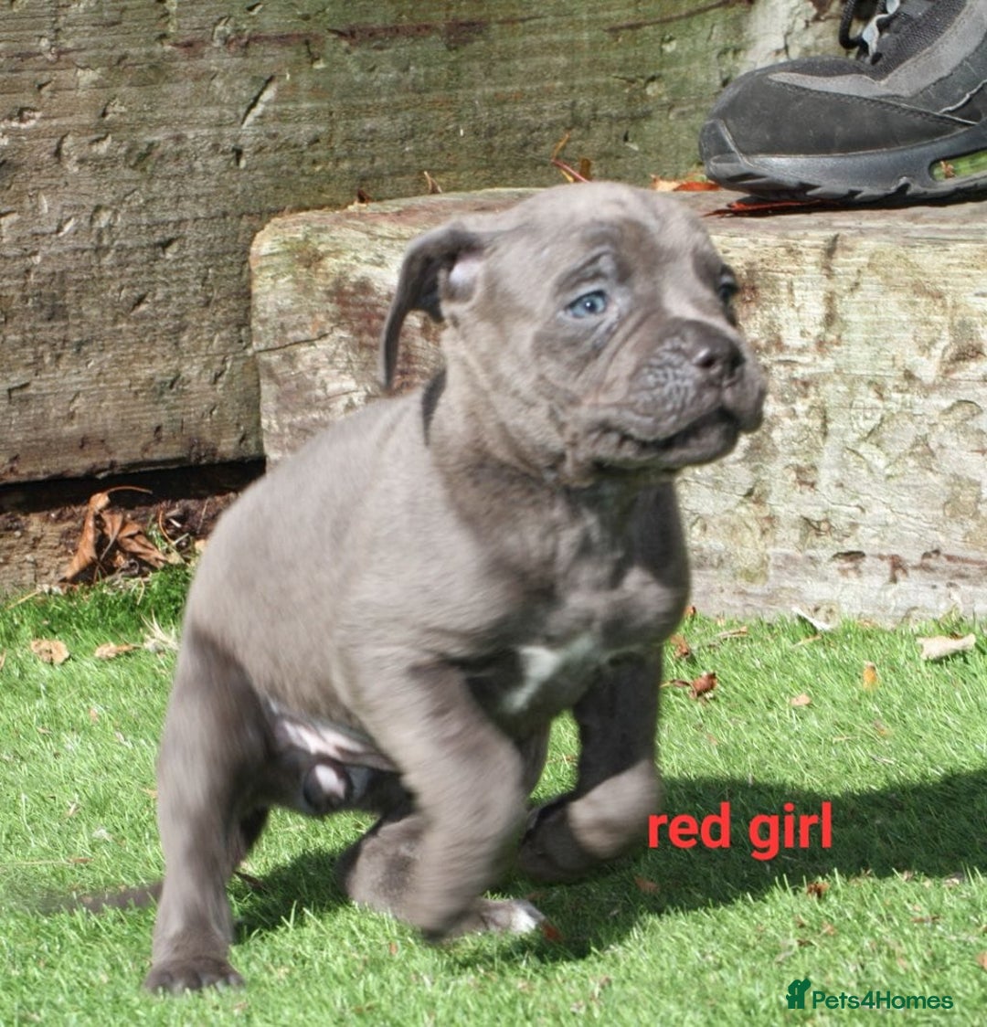 Cane Corso dogs for sale: Cane corso puppies ready to leave now - Image 10