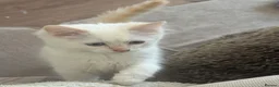 Ragdoll cats for sale: Ragdoll kittens GCCF champion breed show quality  - Advert 35