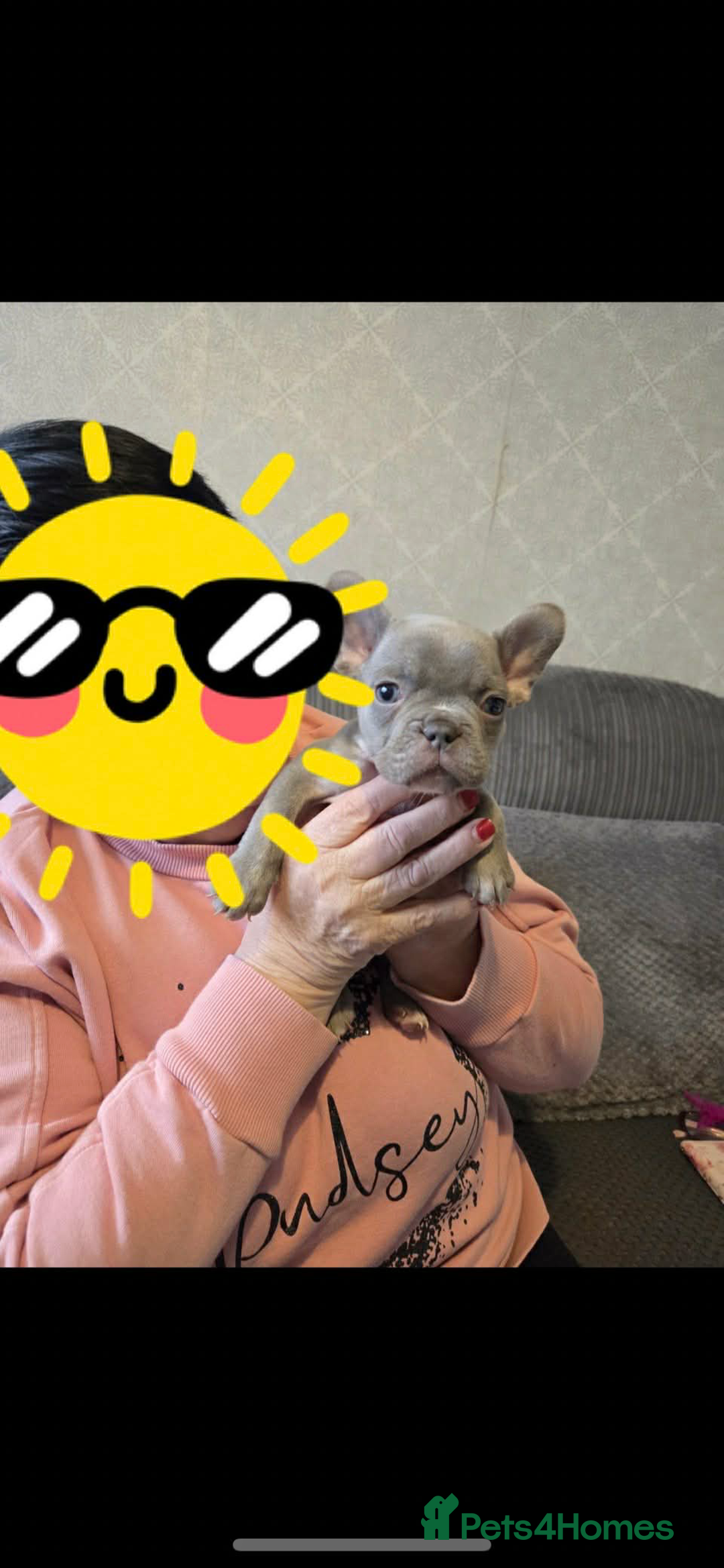 French Bulldog dogs for sale: French bulldog pups Ready & Reduced‼️ - Advert 8