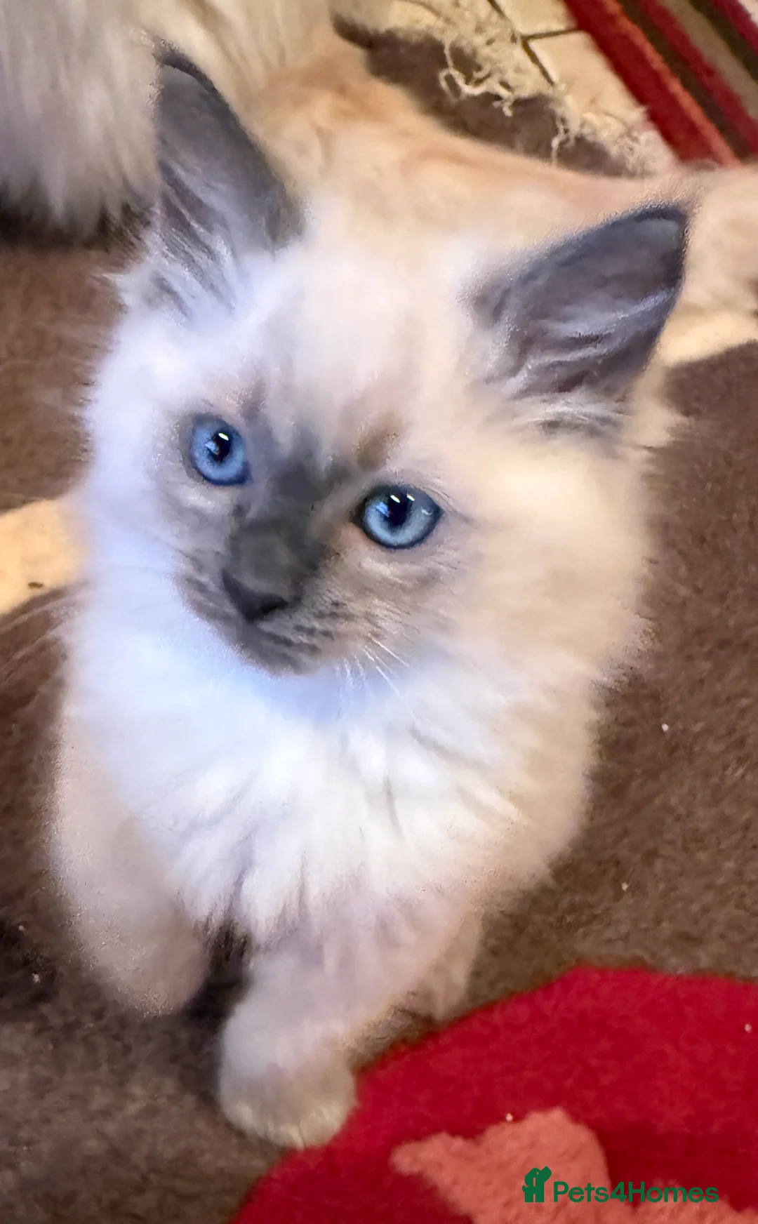 Ragdoll cats for sale: Ragdoll kittens READY NOW - Advert 5