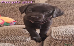Labrador Retriever dogs for sale: Beautiful Labrador puppies  - Image 9