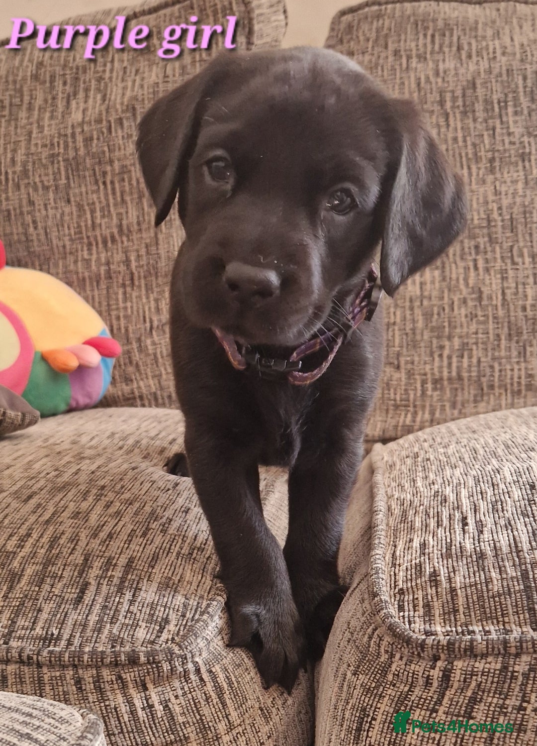Labrador Retriever dogs for sale: Beautiful Labrador puppies  - Image 9