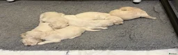 Golden Retriever dogs for sale: KC registered golden retriever puppies available  in Cambridge - Advert 12