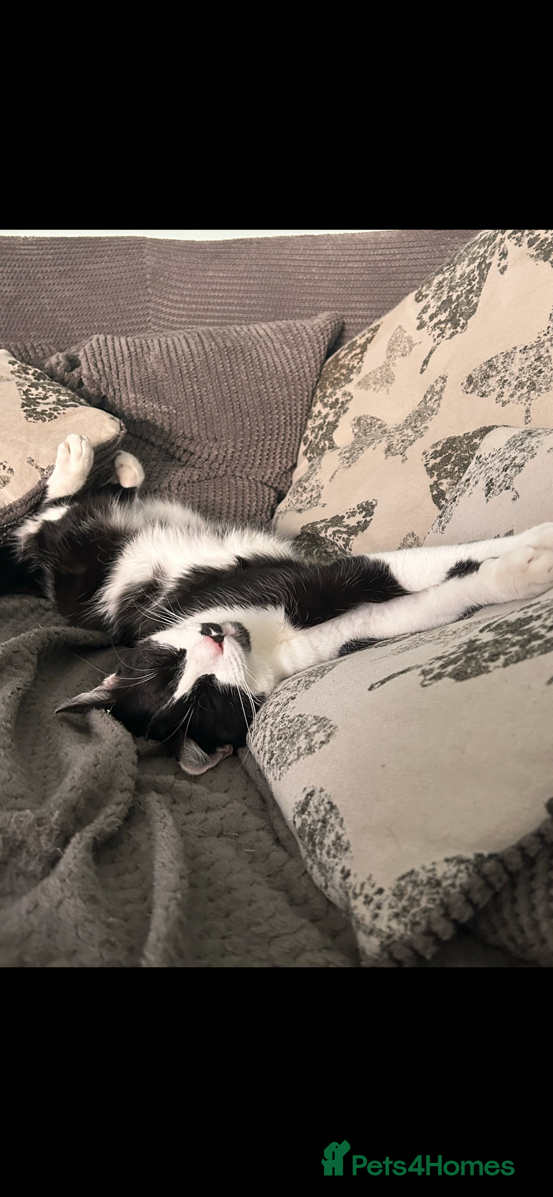 Domestic Shorthair cats for sale: TWO CATS NEED REHOMING TOGETHER  - Image 9