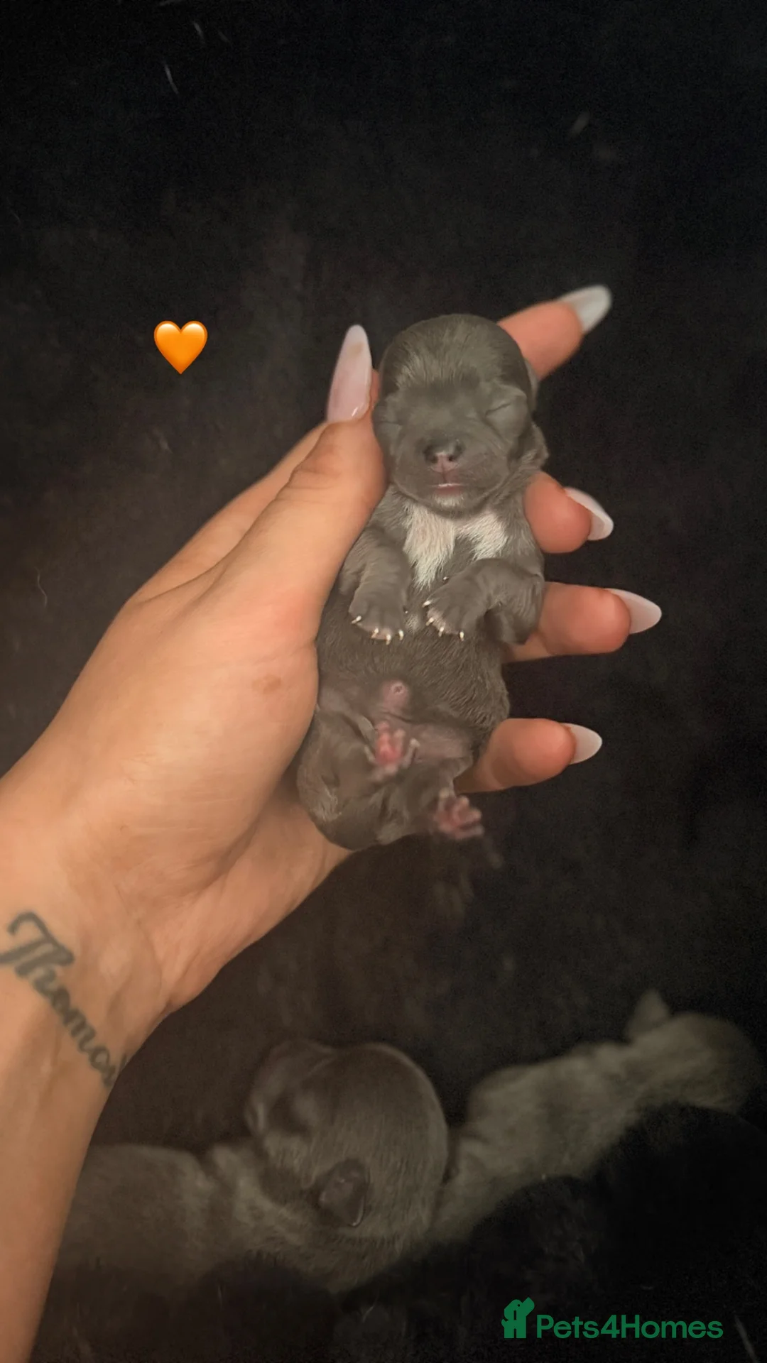 Chihuahua dogs for sale: Chihuahua pups 🩵 - Advert 2