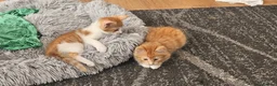 Mixed Breed cats for sale: Cute and fluffy ginger mixed breed - Advert 4