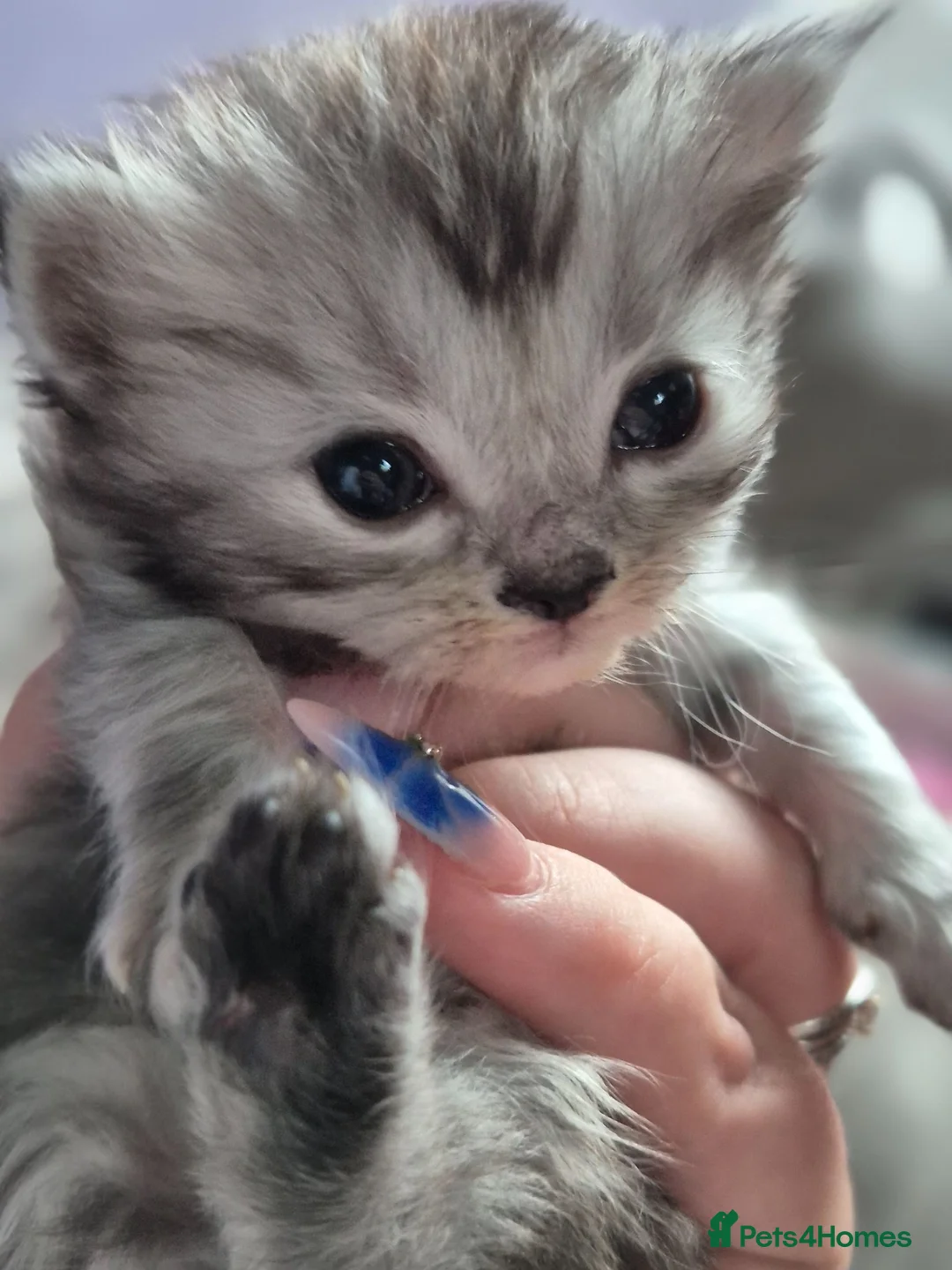 Persian cats for sale: 5 persian kittens - Advert 1
