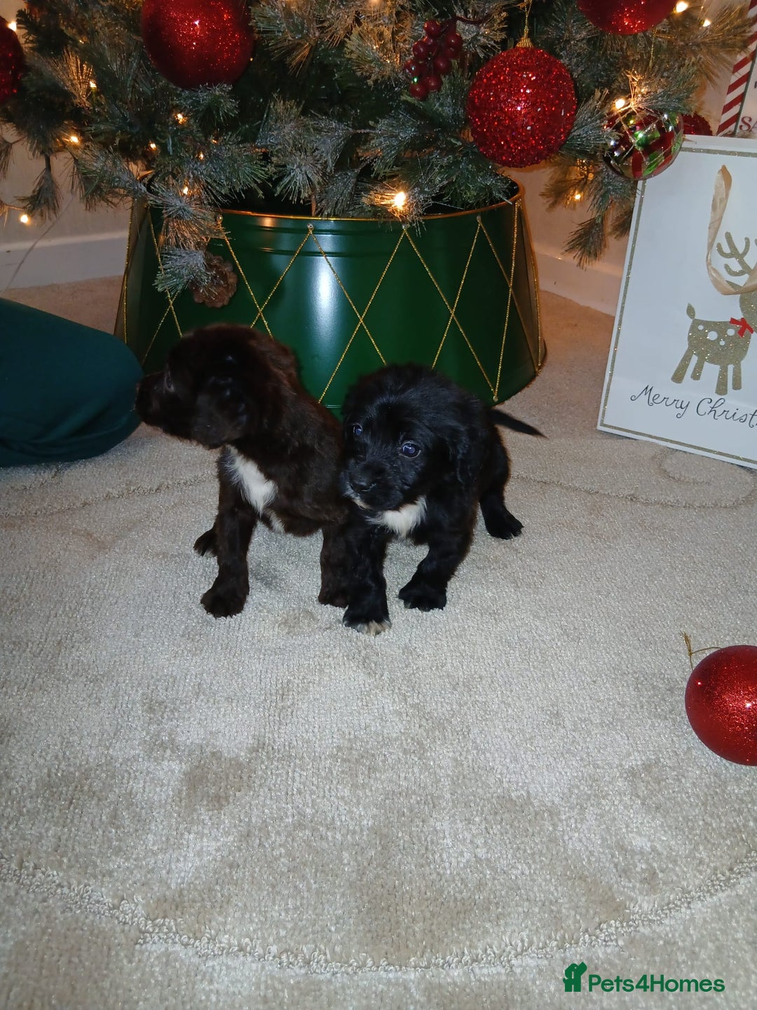 Cocker Spaniel dogs for sale: 2 beautiful cocker spaniel pups ready now - Advert 4