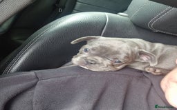 French Bulldog dogs for sale: french bulldog puppies  - Image 10