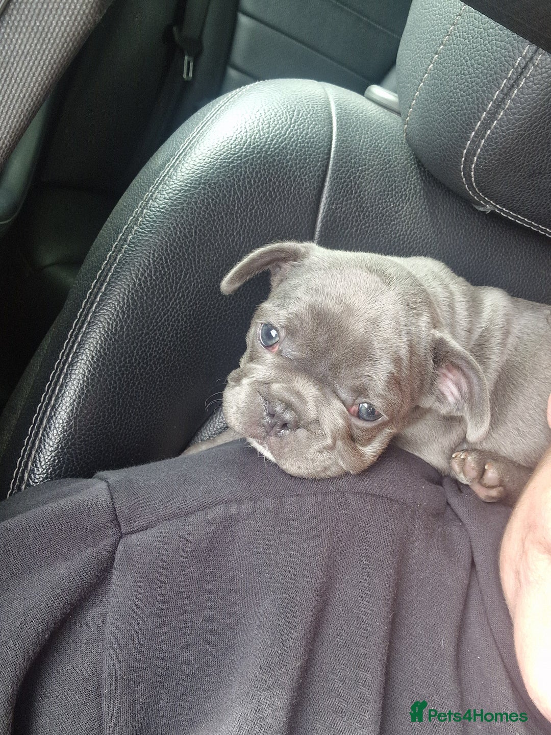 French Bulldog dogs for sale: french bulldog puppies  - Image 10