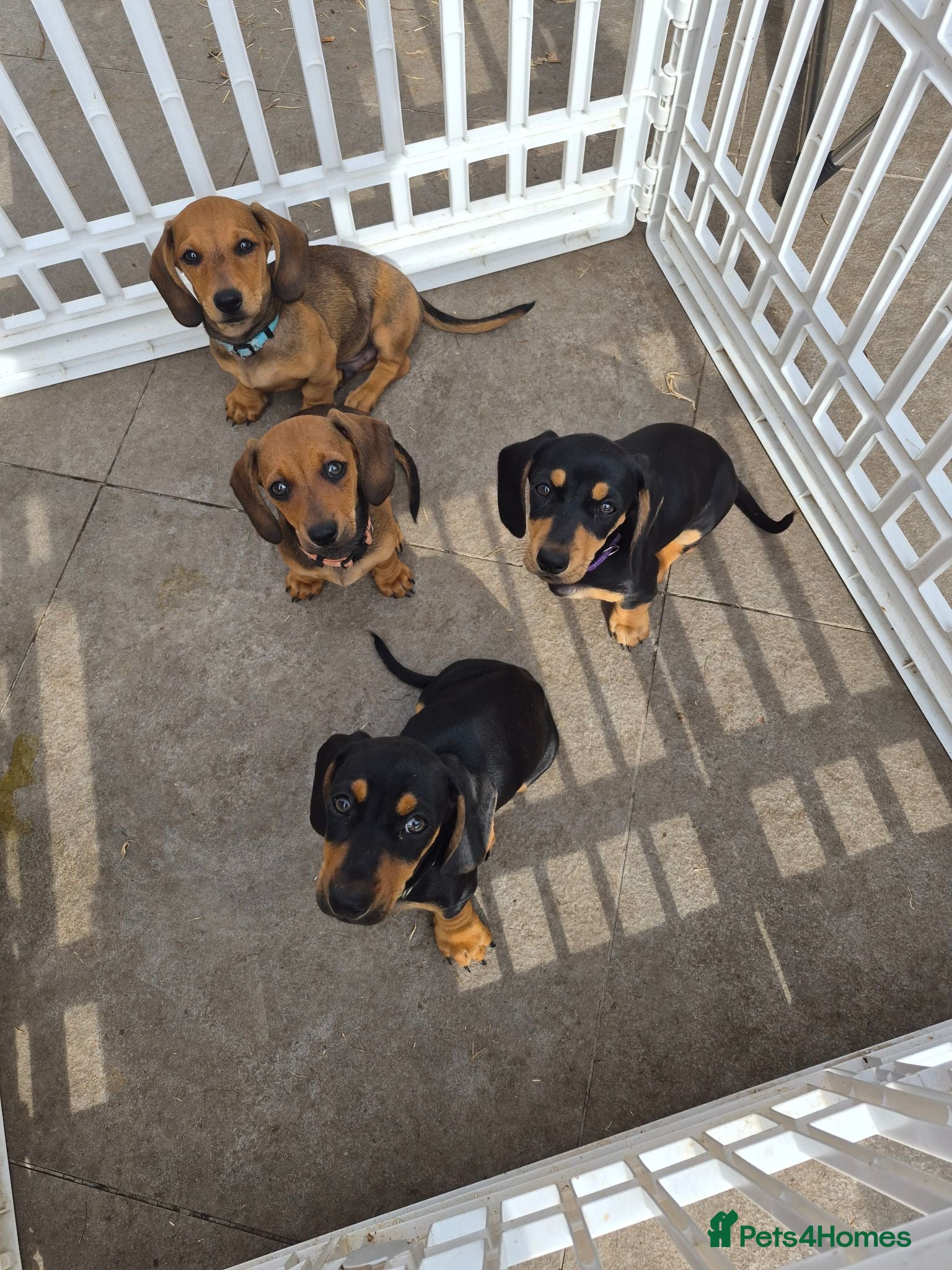 Dachshund dogs Amazing Dachshund Puppies 8 weeks old NOW - Advert 8