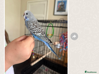 Budgerigars birds Baby budgies hand tame - Advert 6