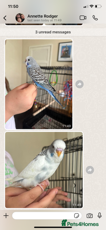 Budgerigars birds - Advert 15