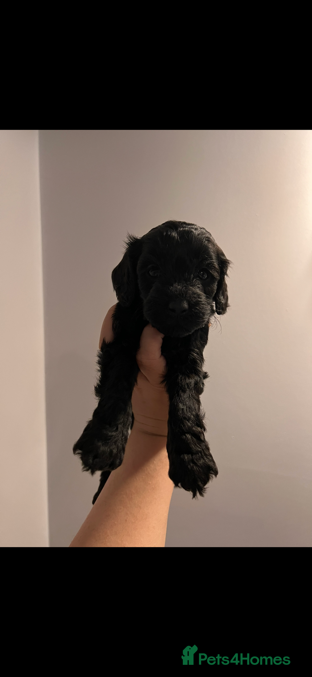 Cockapoo dogs for sale: Stunning Cockapoo puppy 🐶🤍 - Image 2