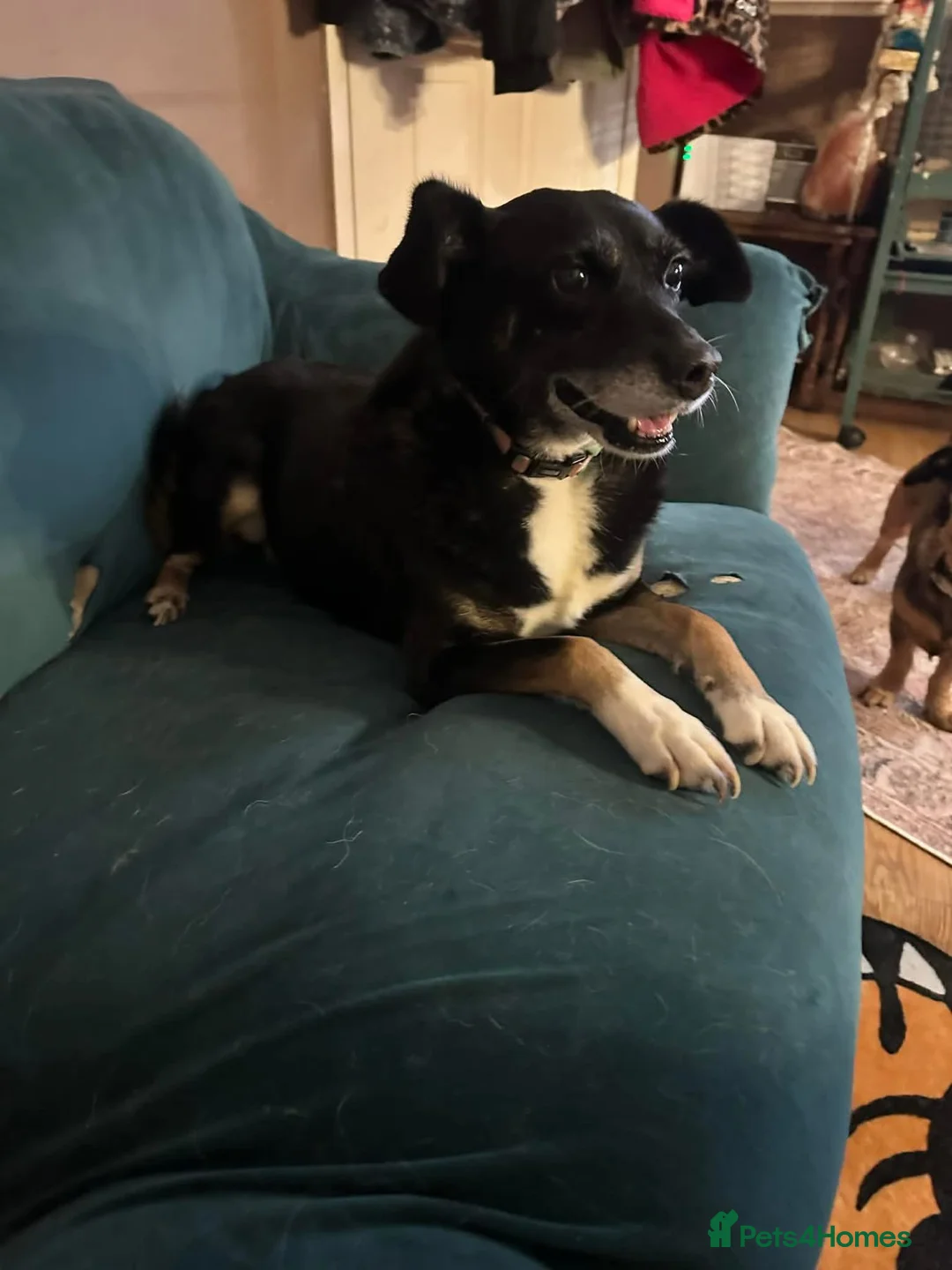 Mixed Breed dogs for adoption: Suzy - Norwich Norfolk  - Advert 2