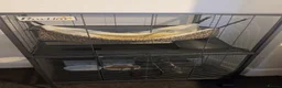 Ferret rodents for sale: Ferret - Advert 4