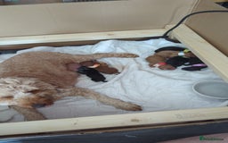 Cockapoo dogs for sale: Beautiful F2 Cockapoo puppies  - Image 3