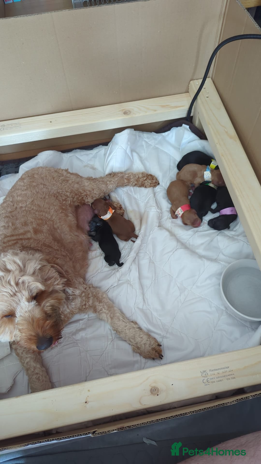 Cockapoo dogs for sale: Beautiful F2 Cockapoo puppies  - Image 3