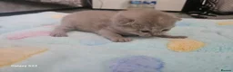 British Shorthair cats for sale:  British shorthair  - Advert 7
