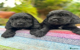Cocker Spaniel dogs for sale: Beautiful cocker spaniel Boys  - Image 5