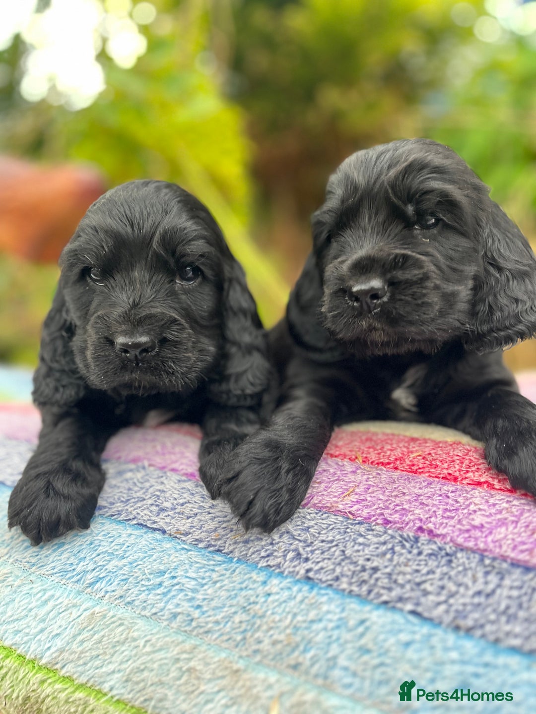 Cocker Spaniel dogs for sale: Beautiful cocker spaniel Boys  - Image 5
